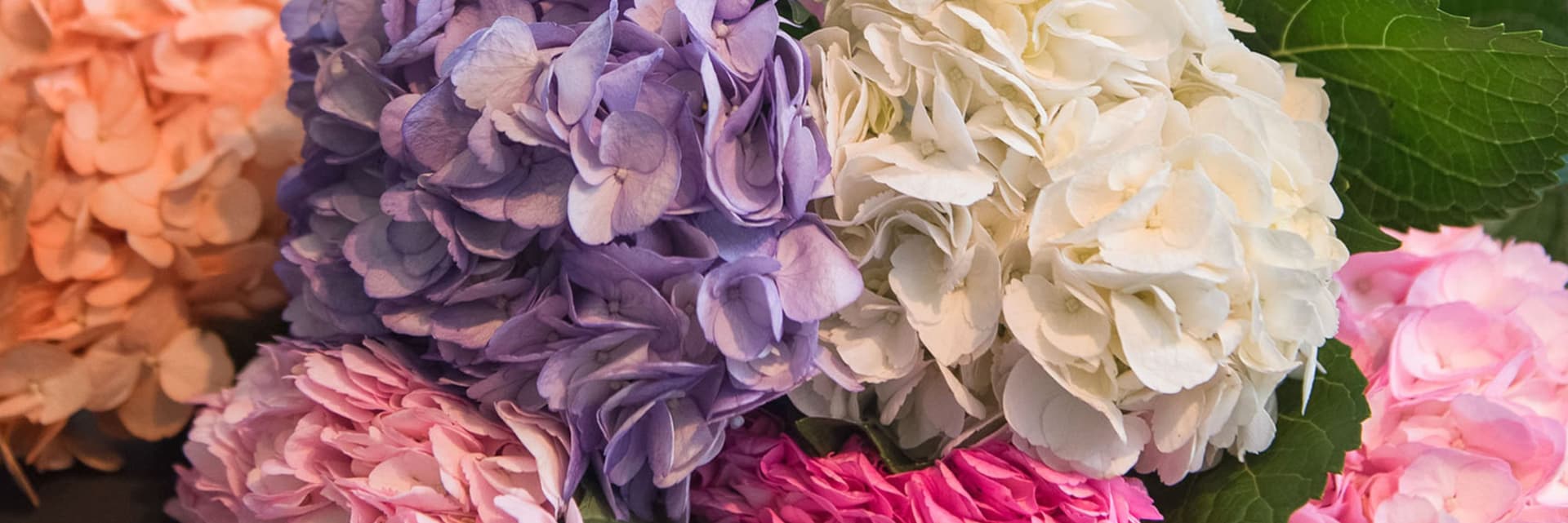 A vibrant assortment of hydrangeas in shades of pink, purple, and white, beautifully arranged.